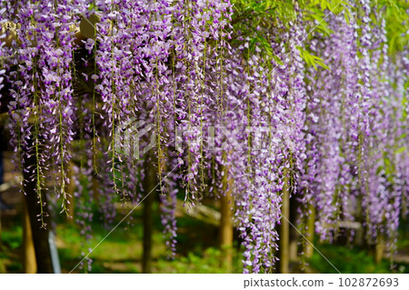 Nara Kasuga Taisha Shrine, Manyo Botanical Garden, Wisteria 102872693
