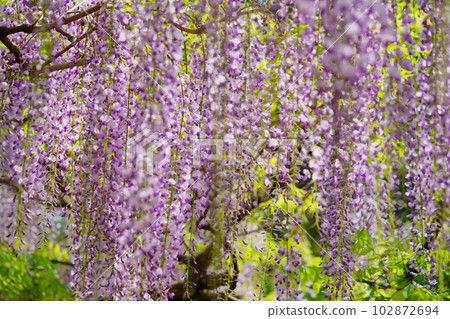 Nara Kasuga Taisha Shrine, Manyo Botanical Garden, Wisteria 102872694