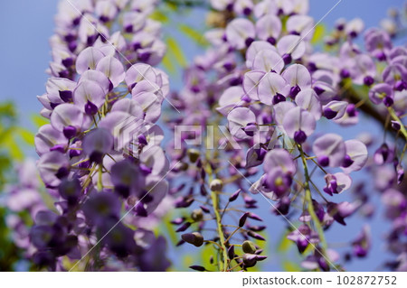 Nara Kasuga Taisha Shrine/Sand sand wisteria 102872752