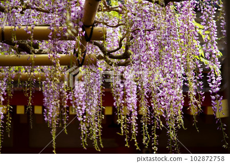 奈良春日大社/砂砂紫藤 奈良春日大社/砂砂紫藤 102872758