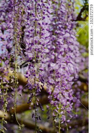 奈良春日大社/砂砂紫藤 102872759
