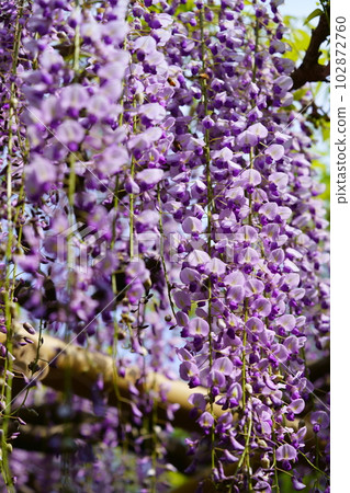 奈良春日大社/砂砂紫藤 102872760
