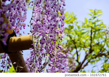 Nara Kasuga Taisha Shrine/Sand sand wisteria Nara Kasuga Taisha Shrine/Sand sand wisteria 102872761