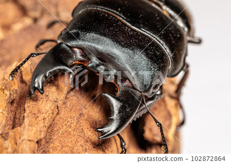 Alkydes Hiratakuwagata 102872864