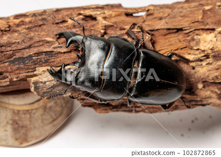 Alkydes Hiratakuwagata Alkydes Hiratakuwagata 102872865