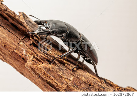 Alkydes Hiratakuwagata Alkydes Hiratakuwagata 102872867