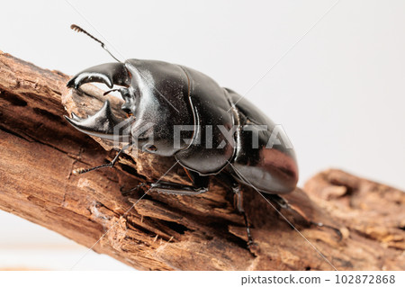 Alkydes Hiratakuwagata Alkydes Hiratakuwagata 102872868