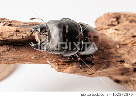 Alkydes Hiratakuwagata 102872870