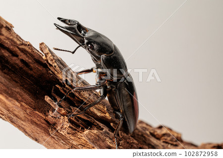 Alkydes Hiratakuwagata 102872958