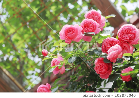 beautiful pink rose flower leonardo da vinci 102873046