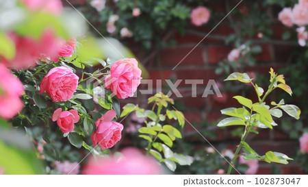 beautiful pink rose flower leonardo da vinci 102873047