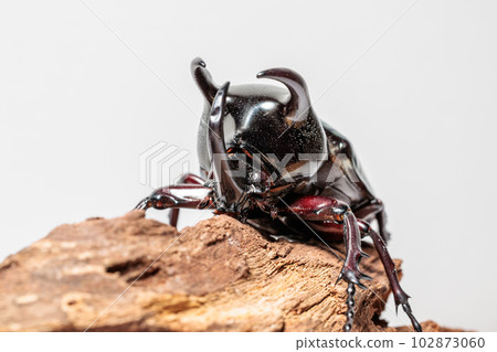 高加索猴子 102873060