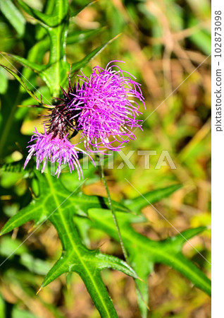 土子山地的大平山 102873098