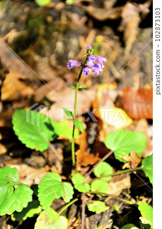 Mt. Nagaike of the Doshi Mountains Akinotamarasou 102873103