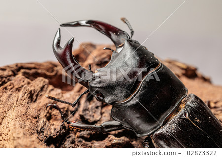 國內Okuwagata 102873322