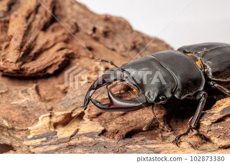 國內Okuwagata 102873380