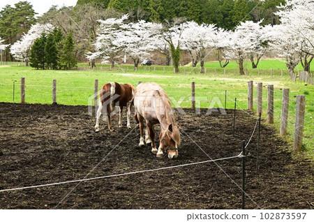 Koiwai farm horse Koiwai farm horse 102873597