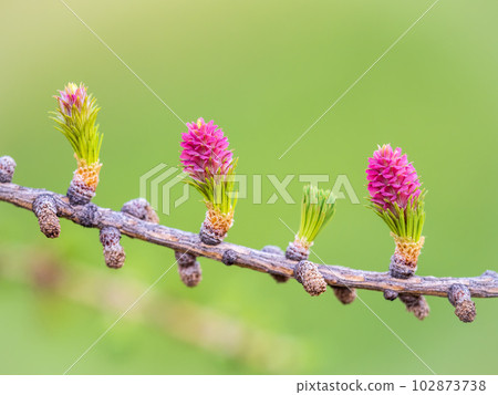 Larch tree fresh pink cones blossom at spring on nature background Larch tree fresh pink cones blossom at spring on nature background 102873738
