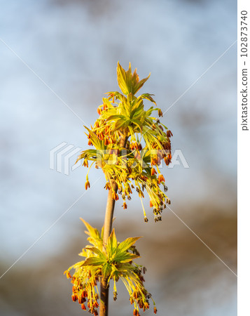 Fresh maple leaves with flowers and seeds Fresh maple leaves with flowers and seeds 102873740