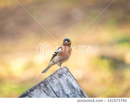 Common chaffinch, Fringilla coelebs, sits on a tree. Common chaffinch in wildlife. 102873760