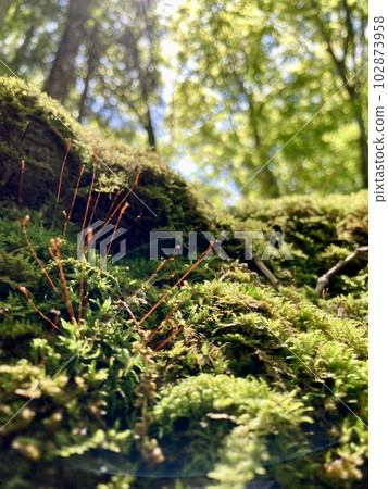 Sunlight filtering through the moss of the sea of trees 102873958