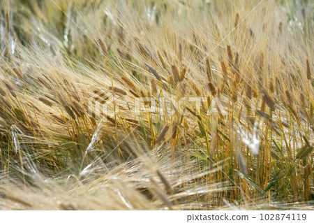 Wheat Field (Hokuei Town, Tottori Prefecture) 102874119