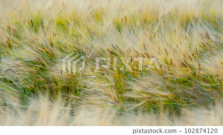 Wheat Field (Hokuei Town, Tottori Prefecture) Wheat Field (Hokuei Town, Tottori Prefecture) 102874120