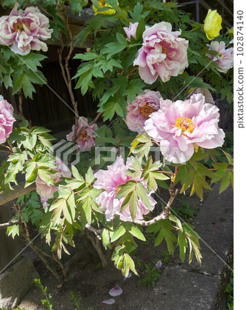 初夏木曾福島的名勝光善寺 日本最大的假山庭園 102874140
