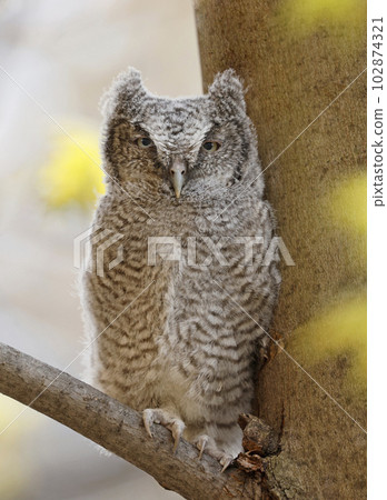 Eastern screech owl baby perched on a tree branch, Quebec, Canada 102874321