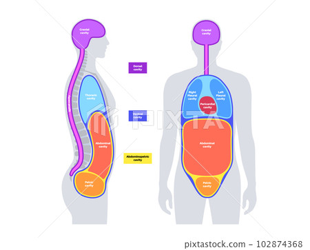 Body cavities poster 102874368