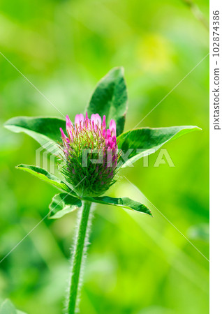 red clover buds 102874386