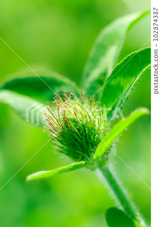 red clover buds red clover buds 102874387