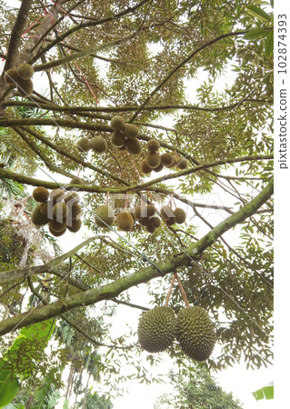 Close up of durians hanging  102874393