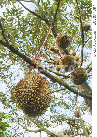 Close up of durians hanging  102874394