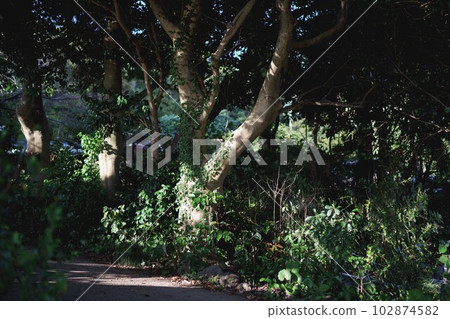 natural vegetation scenery 102874582