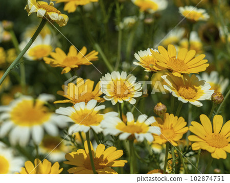 Shungiku flowers blooming in a botanical garden 102874751