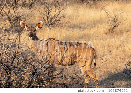 Kudu in Etosha 102874951