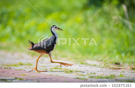 White-breasted waterhen crosses the pathway to search for food. 102875161