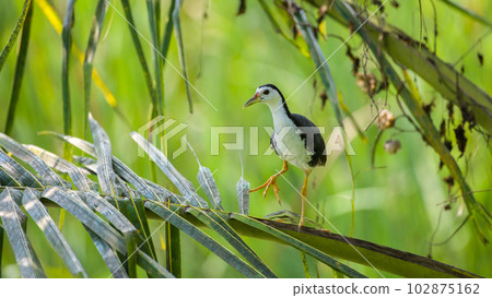 White-breasted Waterhen standing on the fronds. 102875162