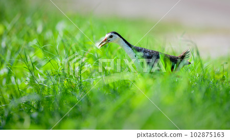 Cute White-breasted Waterhen carrying a rice grain in its beak, bringing food for chicks, walking through the green grass. 102875163