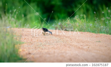 Cute White-breasted Waterhen chick pecking the ground, lonely and surrounded by tall grass. Cute White-breasted Waterhen chick pecking the ground, lonely and surrounded by tall grass. 102875187