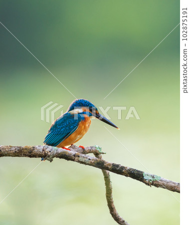 Beautiful Close-up portrait shot of a kingfisher bird. Common Kingfisher perch against the natural soft bokeh background. Morning backlit conditions. 102875191