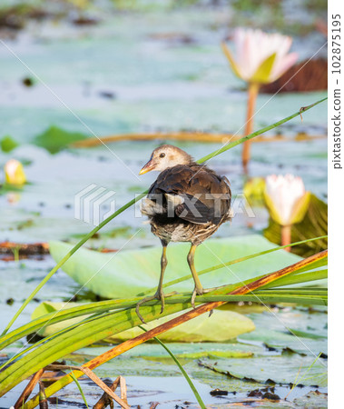 Eurasian moorhen juvenile bird rest on long reed stems above the lake vegetation in the morning. Eurasian moorhen juvenile bird rest on long reed stems above the lake vegetation in the morning. 102875195