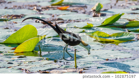 Pheasant-tailed jacana walking on the lotus leaves in the lake and looking for food. 102875197