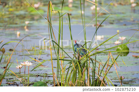 Grey-headed swamphen resting on the reeds above the lake. 102875210