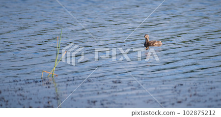 Little grebe chick floats in the lake, waiting for his mother to resurface. Little grebe chick floats in the lake, waiting for his mother to resurface. 102875212