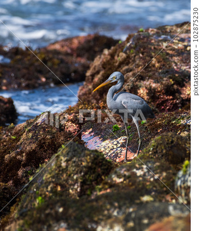 Western Reef Heron close-up portrait photograph. fishing on the rocky beach in the morning, 102875230