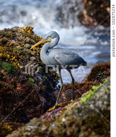 Beautiful Western Reef Heron close-up portrait photograph. fishing on the rocky beach in the morning, 102875234
