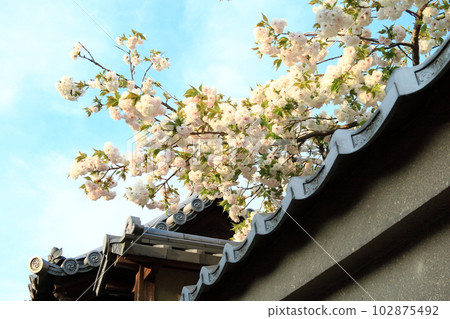 櫻花盛開在京都高台寺的泥牆上。 102875492