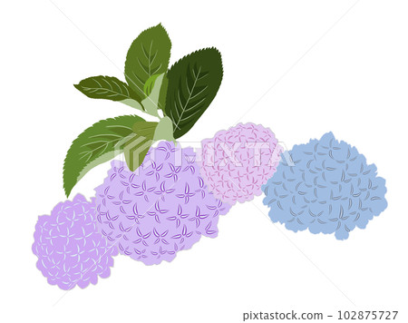 hydrangea hydrangea 102875727